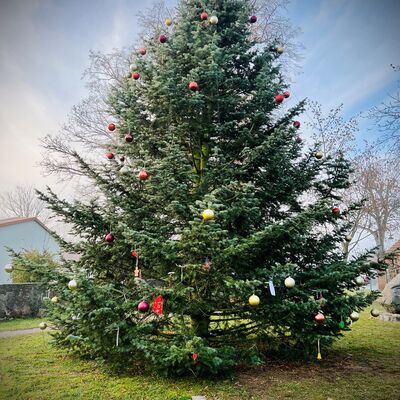 Bild vergrößern: Weihnachtsbaum Buckow 2022