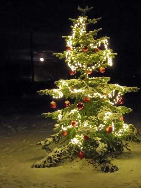 Bild vergr&ouml;&szlig;ern: Weihnachtsbaum 2023