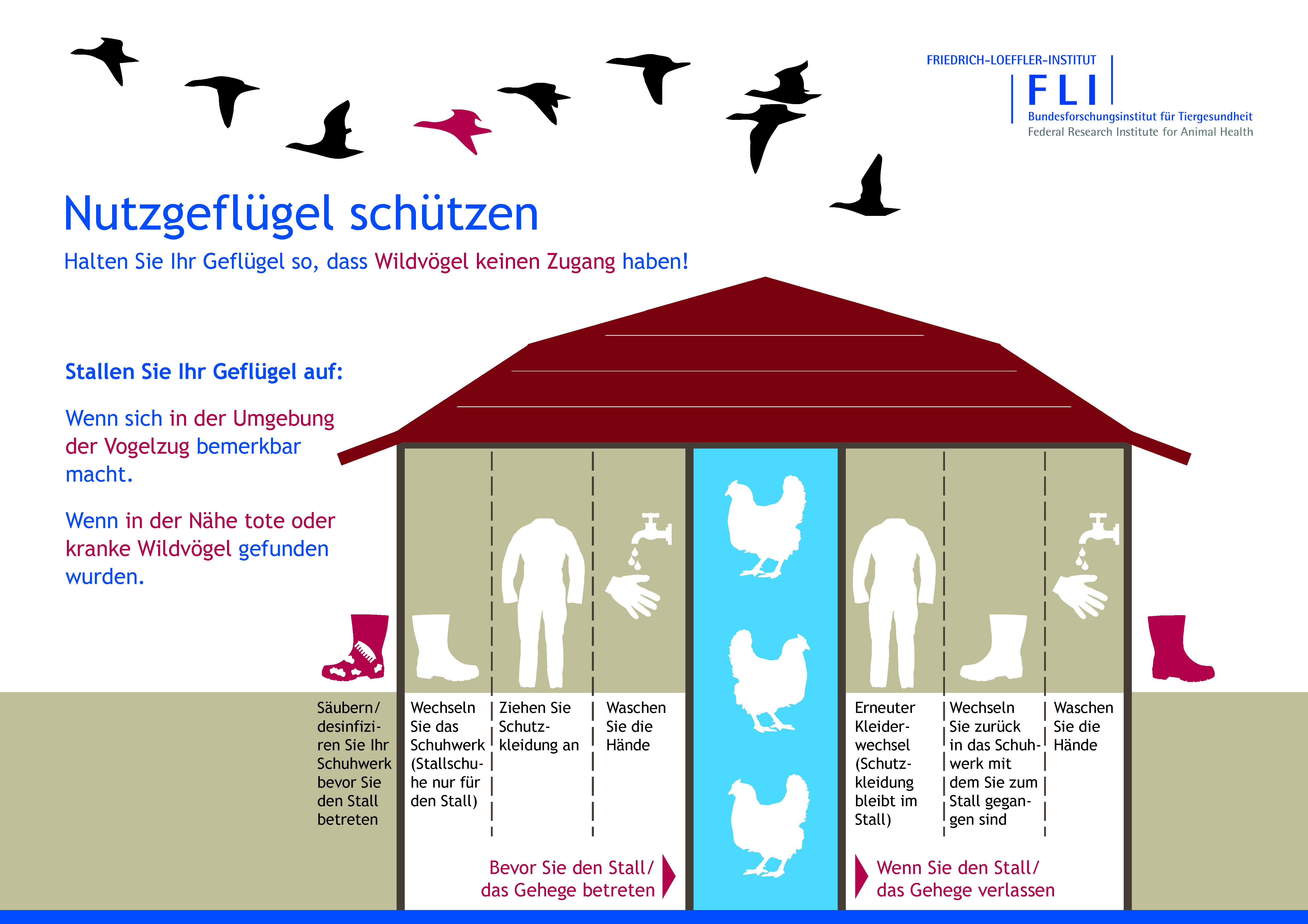 Bild vergr&ouml;&szlig;ern: A2_Merkblatt_Nutzgefl&uuml;gel sch&uuml;tzen