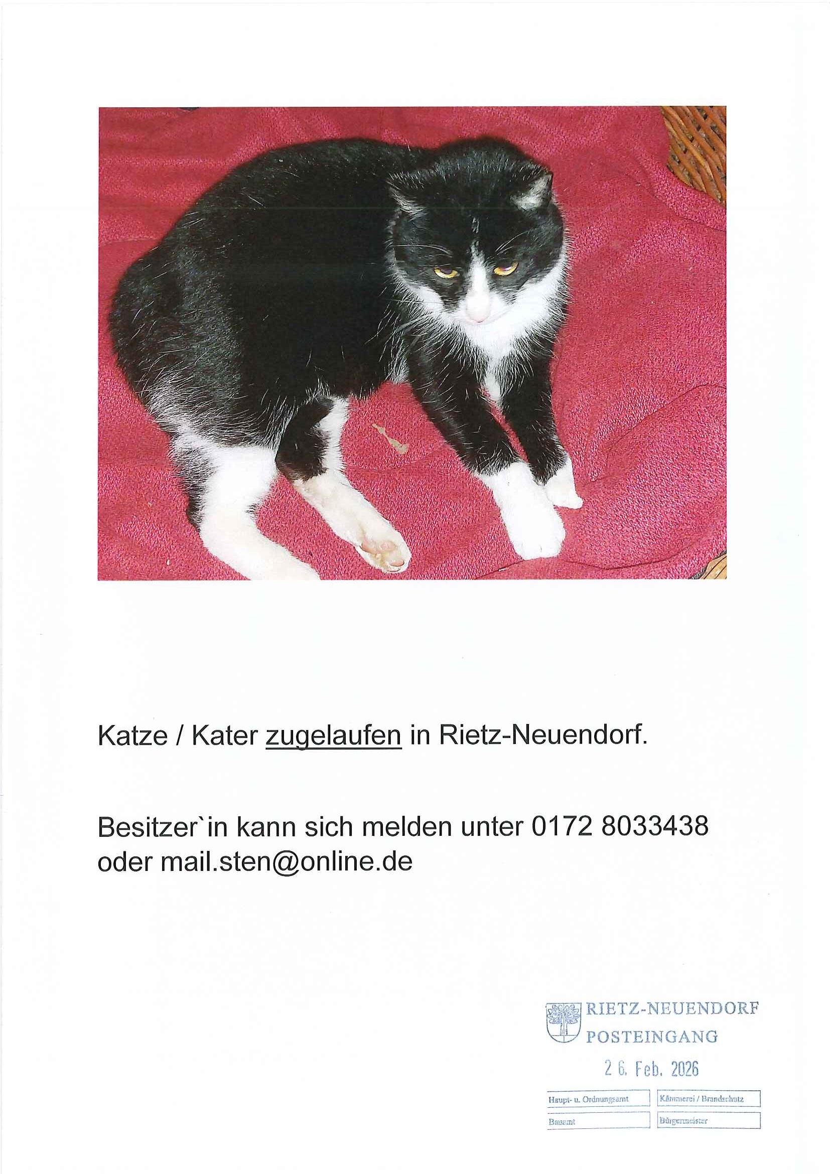 Bild vergr&ouml;&szlig;ern: 20260226 - zugelaufene Katze