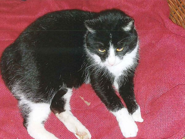 Icon zugelaufene Katze