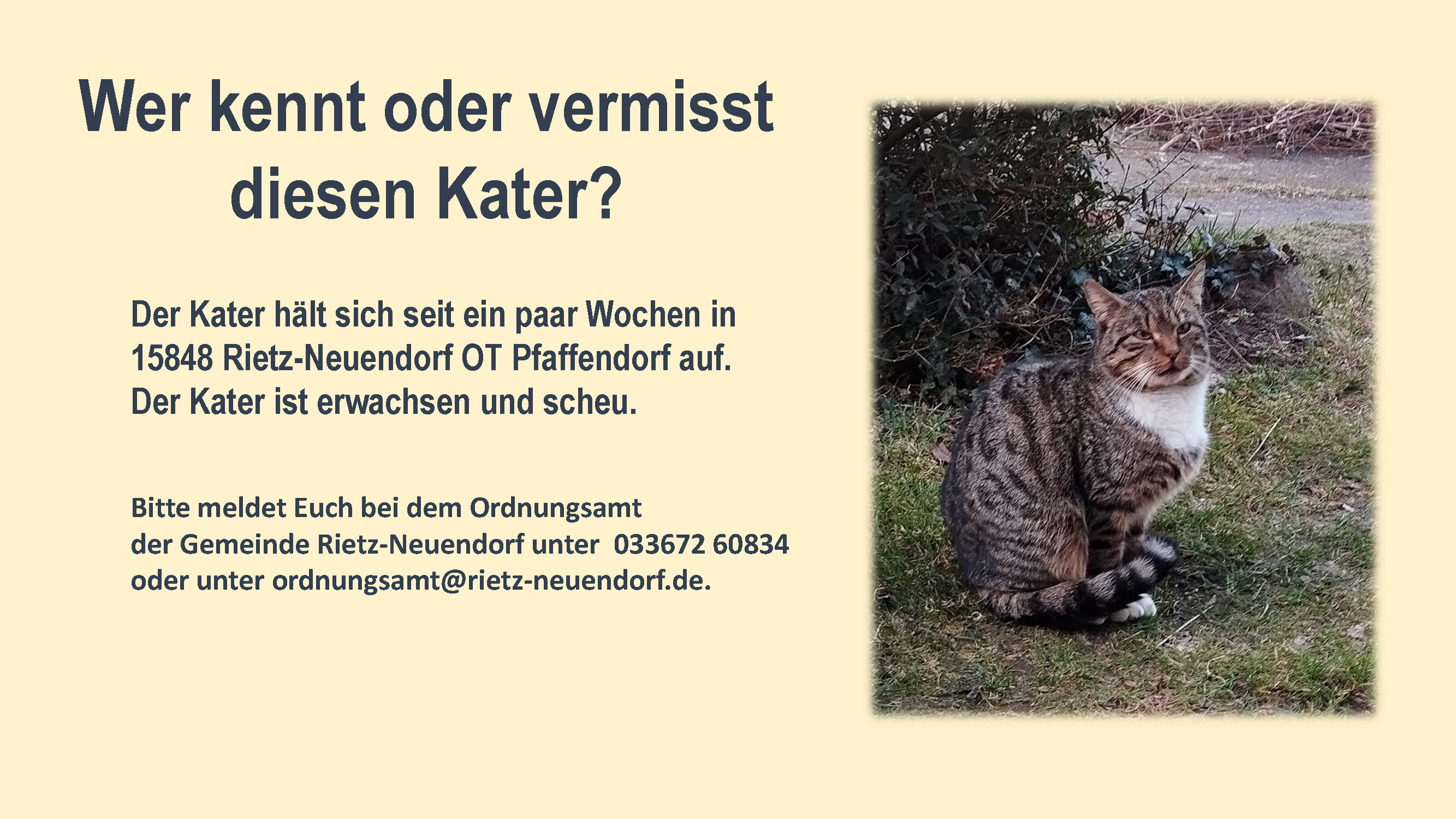 Bild vergr&ouml;&szlig;ern: Fundkatze_Pfaffendorf