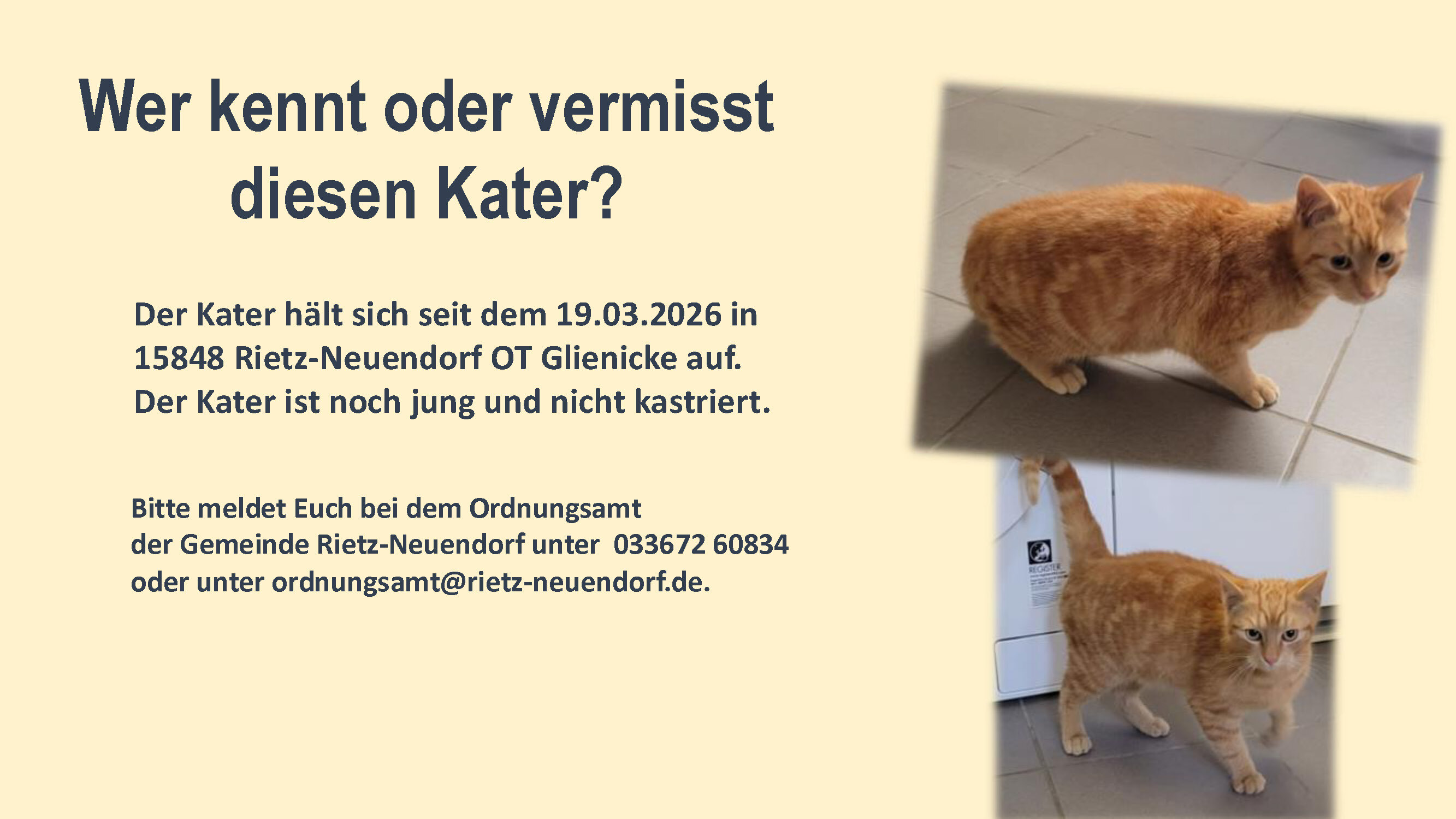 Bild vergr&ouml;&szlig;ern: 20260402 - Fundkatze Glienicke