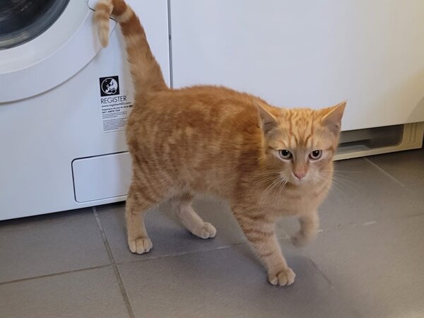 20260402 - Icon Fundkatze