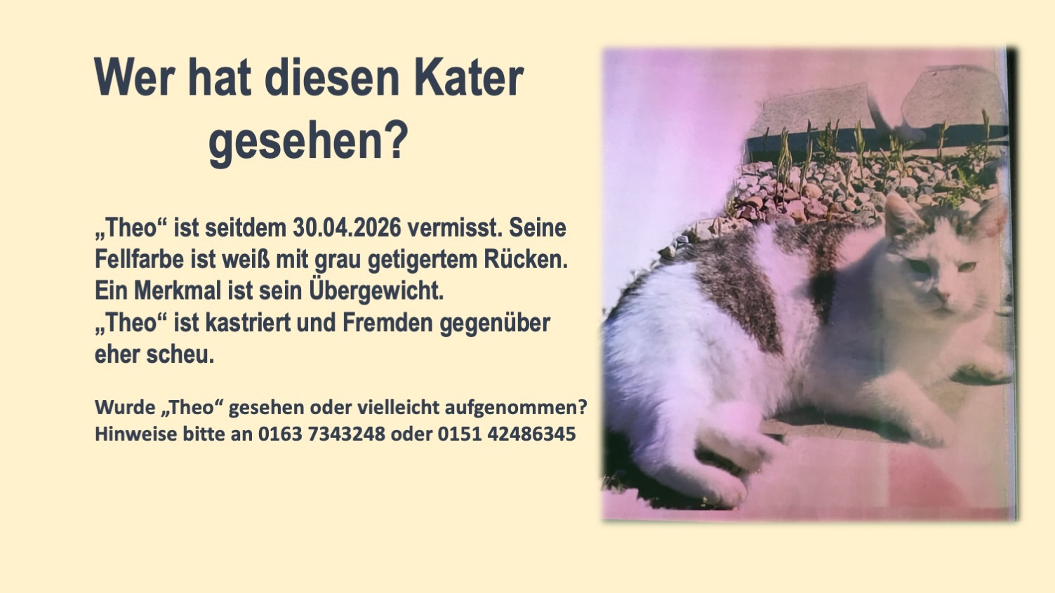 Bild vergr&ouml;&szlig;ern: Kater - Theo Buckow