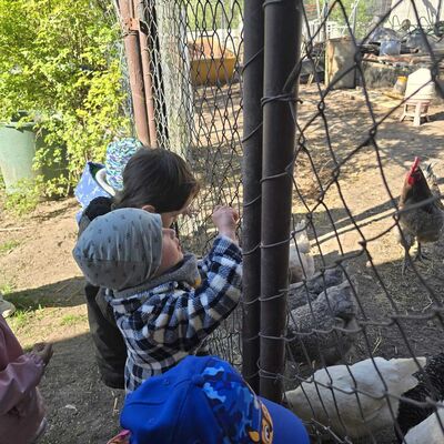 Bild vergr&ouml;&szlig;ern: Besuch bei den H�hnern