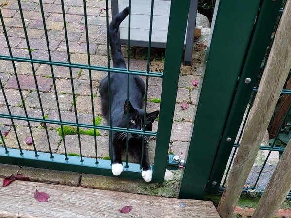 20260929 - Kachel Fundkatze